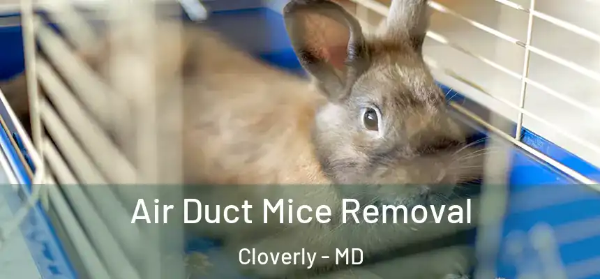  Air Duct Mice Removal Cloverly - MD